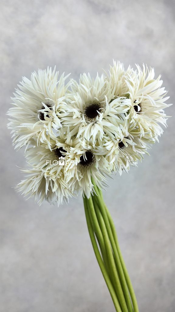 Gerbera Lace White Snow