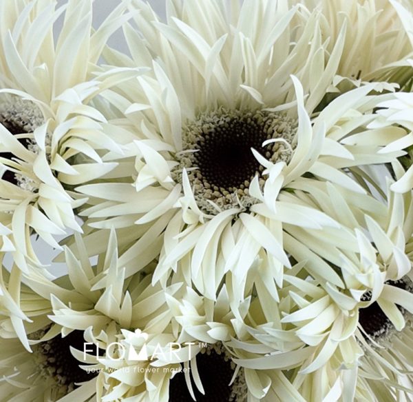 Gerbera Lace White Snow