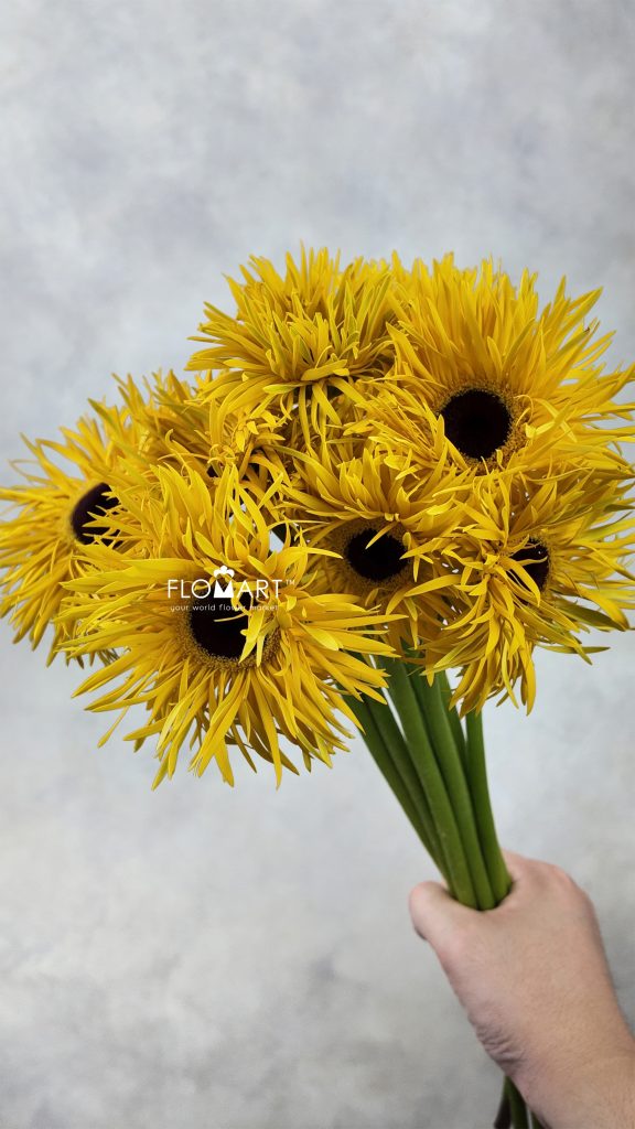 Gerbera Lace Yellow