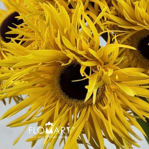 Gerbera Lace Yellow