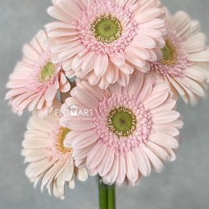 Germini Alix - Noor
