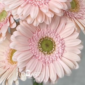 Germini Alix - Noor - Image 2