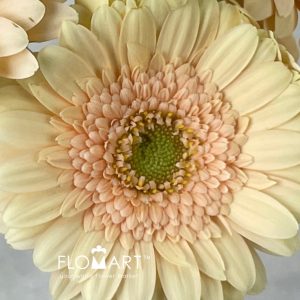 Germini Moet - Image 2