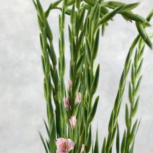 Gladiolus la Adrenalin