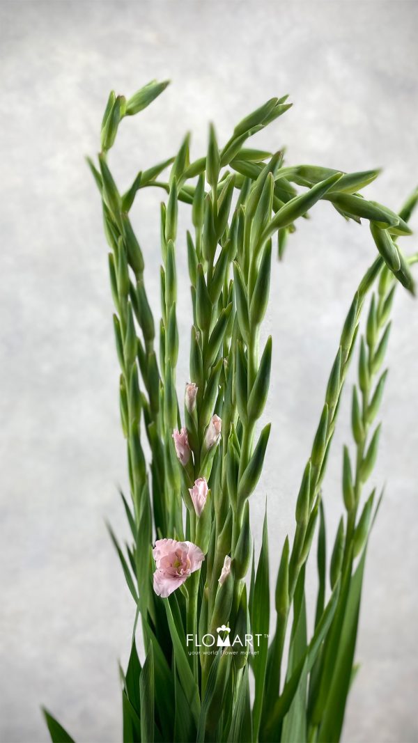 Gladiolus la Adrenalin