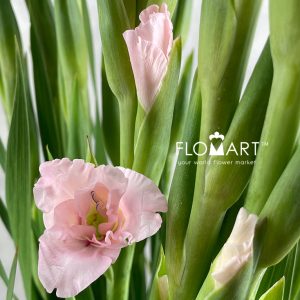 Gladiolus la Adrenalin - Image 2