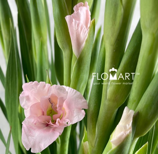 Gladiolus la Adrenalin