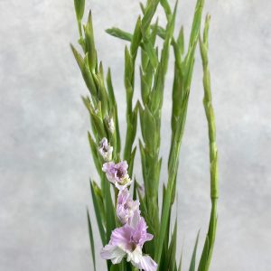 Gladiolus la Flamenco Magenta Princess