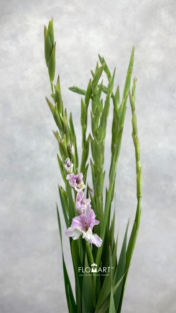 Gladiolus la Flamenco Magenta Princess