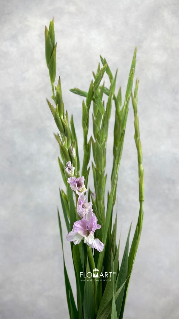 Gladiolus la Flamenco Magenta Princess
