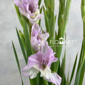 Gladiolus la Flamenco Magenta Princess - Image 2