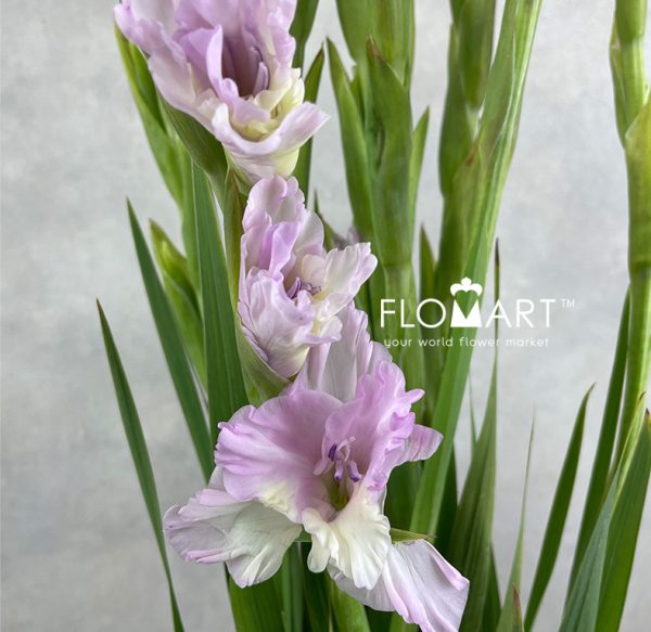 Gladiolus la Flamenco Magenta Princess