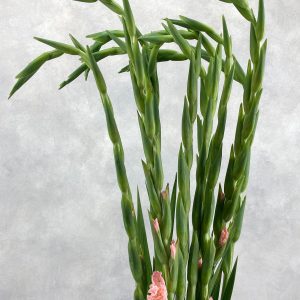 Gladiolus la Karma