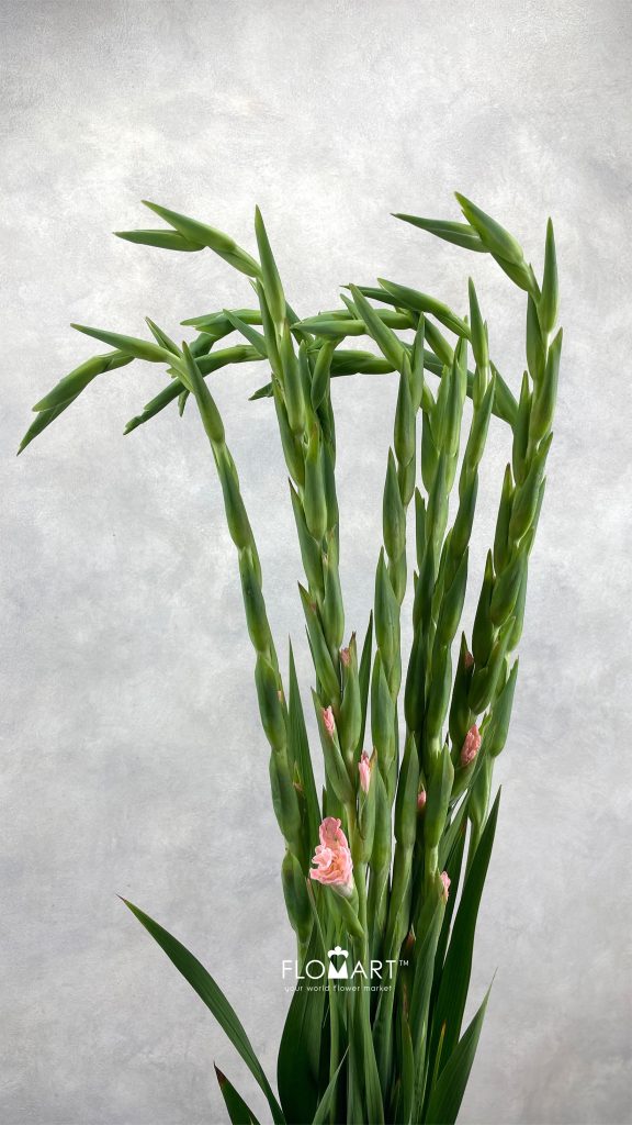 Gladiolus la Karma