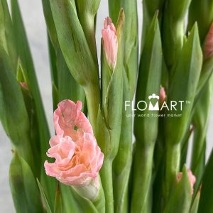 Gladiolus la Karma - Image 2