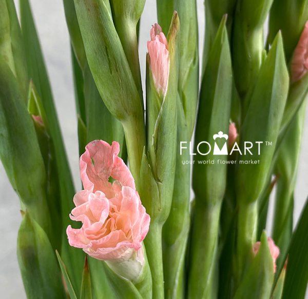 Gladiolus la Karma