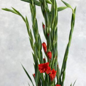 Gladiolus la Stormy