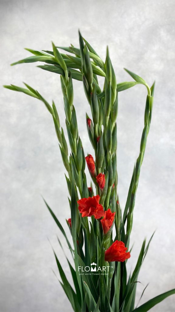Gladiolus la Stormy