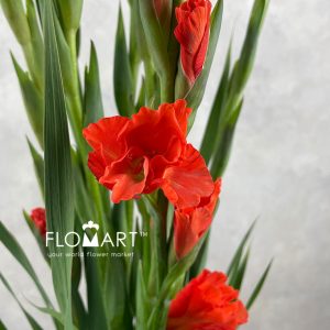 Gladiolus la Stormy - Image 2