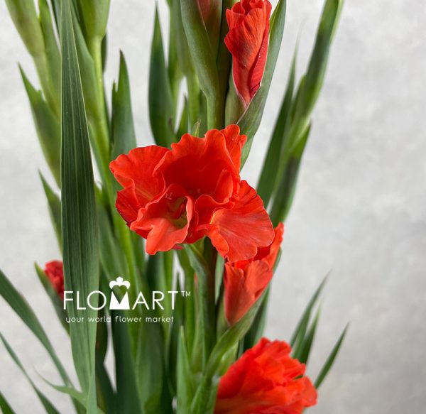 Gladiolus la Stormy