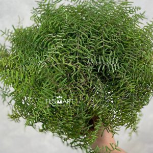 Gleichenia Coral Fern