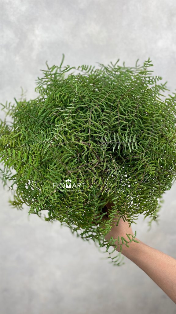 Gleichenia Coral Fern