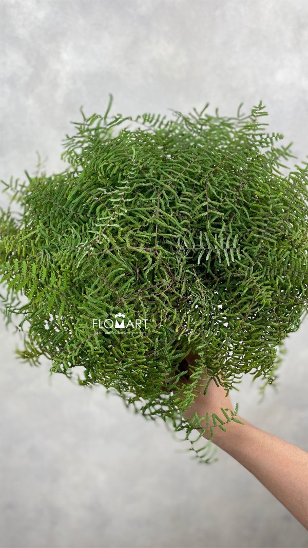 Gleichenia Coral Fern Gleichenia Coral Fern