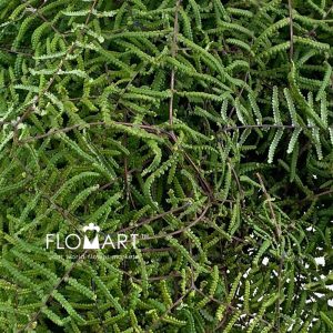 Gleichenia Coral Fern - Image 2