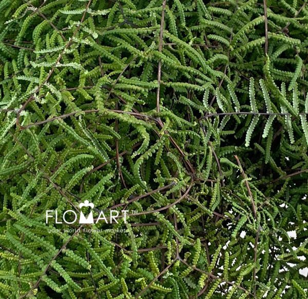 Gleichenia Coral Fern