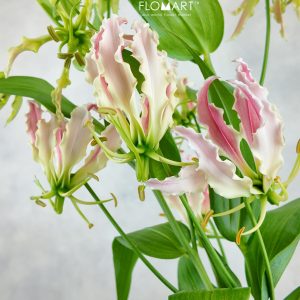 Gloriosa Caprice Rose