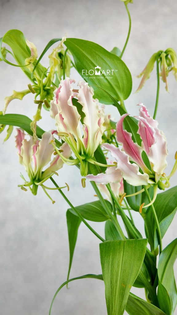 Gloriosa Caprice Rose
