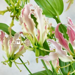 Gloriosa Caprice Rose - Image 2