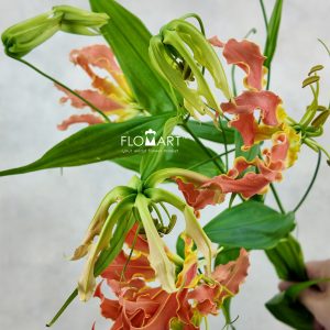 Gloriosa Exotic Orange