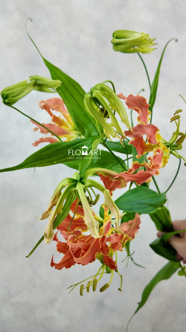 Gloriosa Exotic Orange