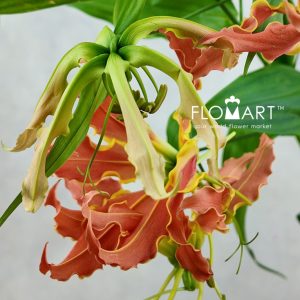 Gloriosa Exotic Orange - Image 2