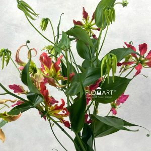 Gloriosa Fifty Shades