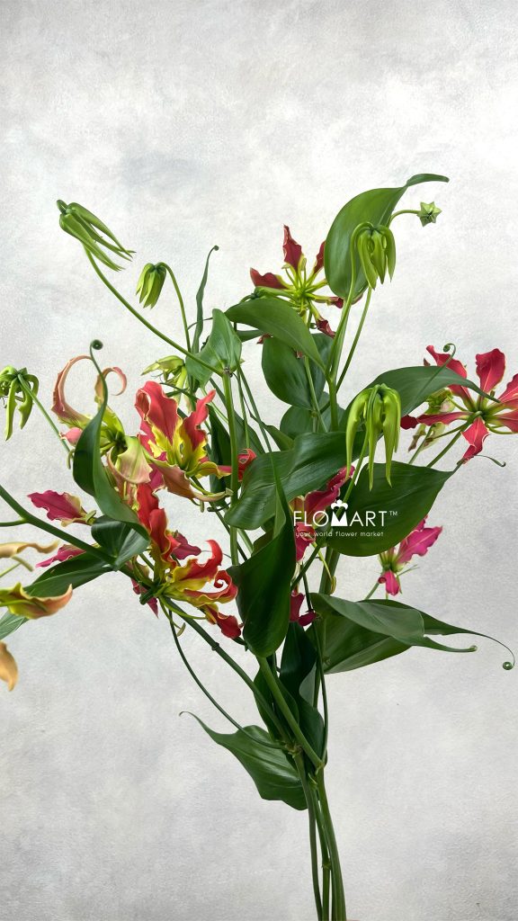 Gloriosa Fifty Shades