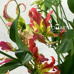 Gloriosa Fifty Shades - Image 2