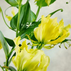 Gloriosa Lutea