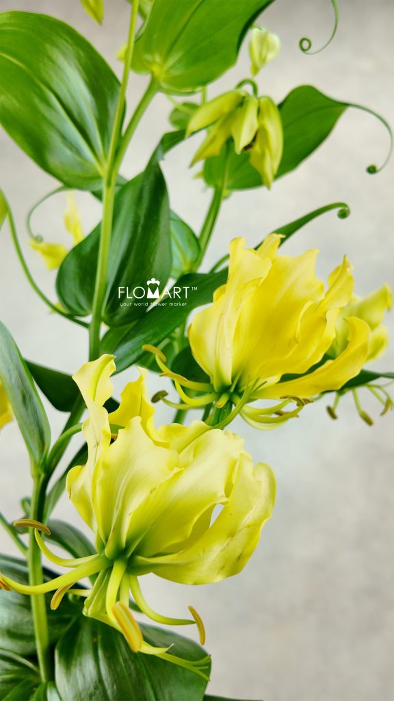 Gloriosa Lutea