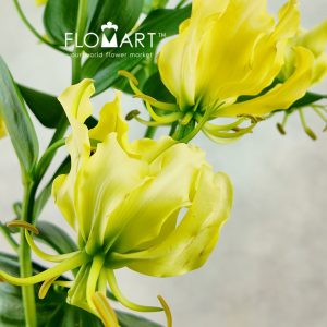 Gloriosa Lutea - Image 2