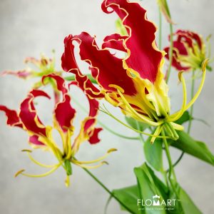 Gloriosa New Red