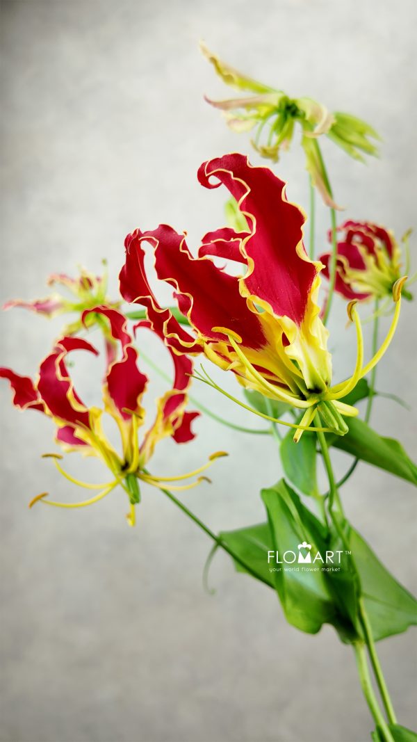 Gloriosa New Red