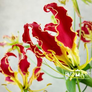 Gloriosa New Red - Image 2