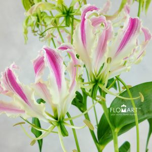Gloriosa Pink Lady