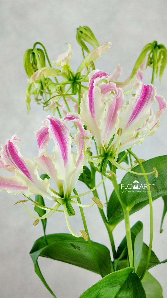 Gloriosa Pink Lady