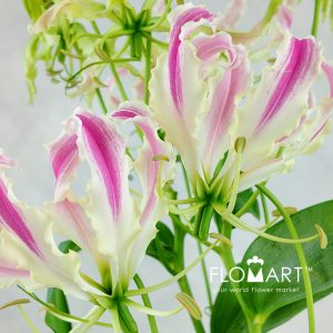 Gloriosa Pink Lady - Image 2