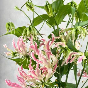 Gloriosa Precious Pearl