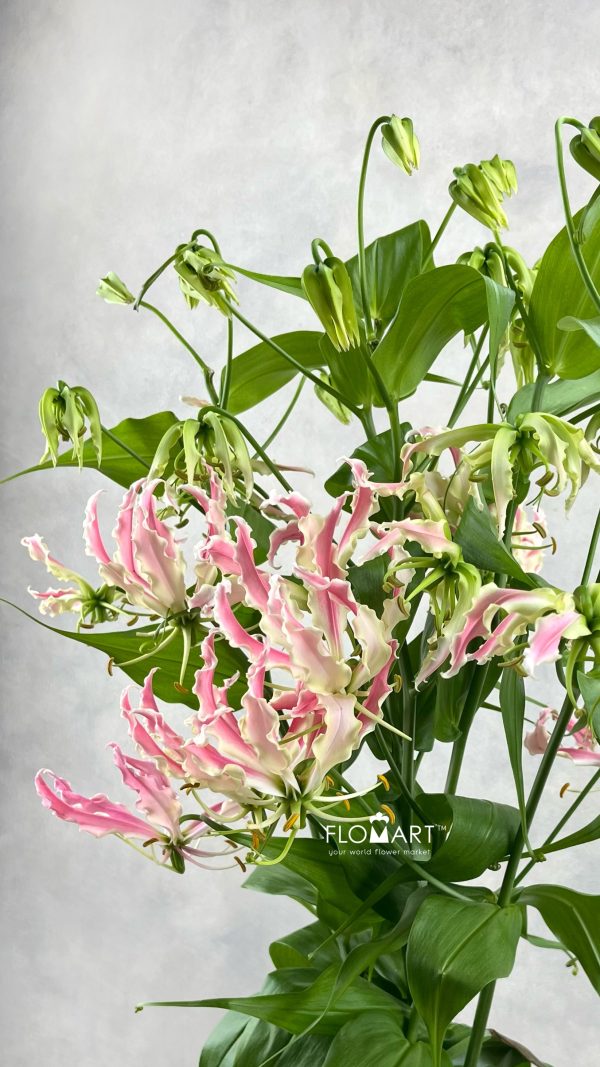 Gloriosa Precious Pearl