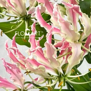 Gloriosa Precious Pearl - Image 2